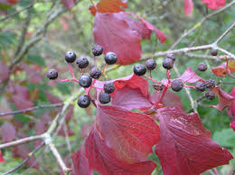Attēlu rezultāti vaicājumam “Cornus sanguinea fruit”