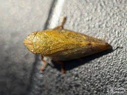 Attēlu rezultāti vaicājumam “Aphrophora salicina”