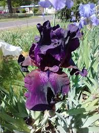 Image result for Amananth Purple 1999 Jaguar