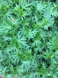 Attēlu rezultāti vaicājumam “Geranium sanguineum leaf”