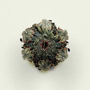 Attēlu rezultāti vaicājumam “Viscum album fruit”