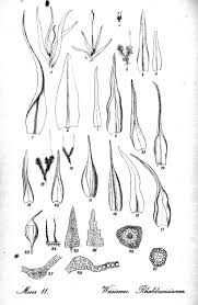 Attēlu rezultāti vaicājumam “Gymnostomum calcareum”