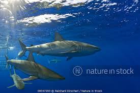 Image result for Carcharhinus galapagensis