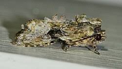 Attēlu rezultāti vaicājumam “Oligia sp.”