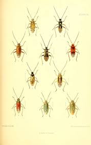 Attēlu rezultāti vaicājumam “Adelphocoris seticornis”