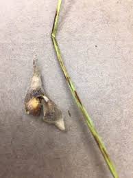 Attēlu rezultāti vaicājumam “Badhamia melanospora stalked”