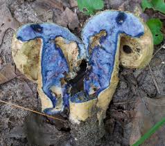 Attēlu rezultāti vaicājumam “Gyroporus cyanescens”