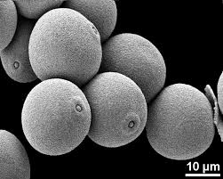 Attēlu rezultāti vaicājumam “Poa angustifolia fruit”