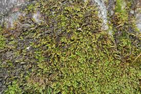 Attēlu rezultāti vaicājumam “Pterigynandrum filiforme”