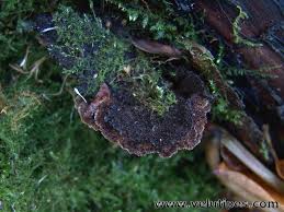 Attēlu rezultāti vaicājumam “Gloiodon strigosus”