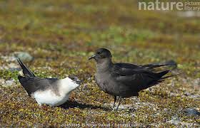 Image result for Stercorarius skua