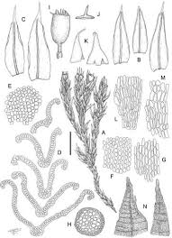 Attēlu rezultāti vaicājumam “Schistidium robustum sporophyte”