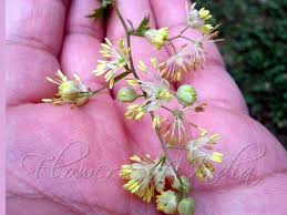 Attēlu rezultāti vaicājumam “Thalictrum minus”