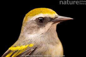 Image result for Vermivora chrysoptera