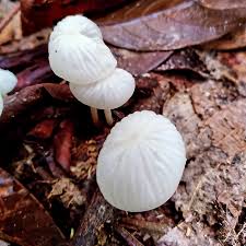 Attēlu rezultāti vaicājumam “Sphagnum wulfianum”