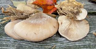 Attēlu rezultāti vaicājumam “Lentinellus ursinus”