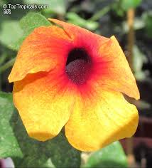 Image result for Thunbergia alata