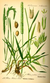 Attēlu rezultāti vaicājumam “Phleum phleoides”