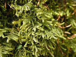 Attēlu rezultāti vaicājumam “Leskea polycarpa”