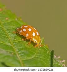 Attēlu rezultāti vaicājumam “Halyzia sedecimguttata”