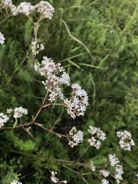 Attēlu rezultāti vaicājumam “Gypsophila fastigiata flower”