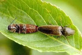 Attēlu rezultāti vaicājumam “Athous sp.”