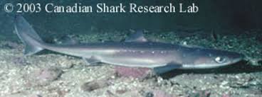 Image result for Squalus acanthias