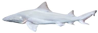 Image result for Rhizoprionodon longurio