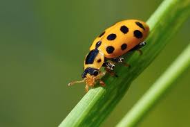 Attēlu rezultāti vaicājumam “Hippodamia tredecimpunctata”