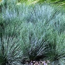 Attēlu rezultāti vaicājumam “Corynephorus canescens fruit”