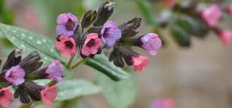 Image result for Lungenkraut