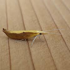 Attēlu rezultāti vaicājumam “Ypsolophidae”