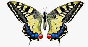 Attēlu rezultāti vaicājumam “Papilio machaon”