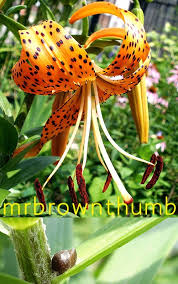 Attēlu rezultāti vaicājumam “Lilium lancifolium flower”