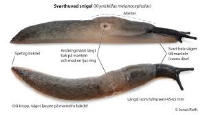 Attēlu rezultāti vaicājumam “Krynickillus melanocephalus”