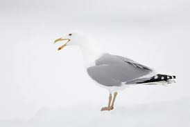 Attēlu rezultāti vaicājumam “Larus argentatus adult”