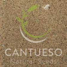 Attēlu rezultāti vaicājumam “Scirpus sylvaticus”