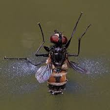 Attēlu rezultāti vaicājumam “Musca domestica”
