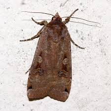 Attēlu rezultāti vaicājumam “Noctua pronuba”