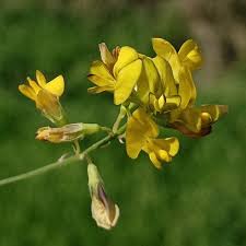 Attēlu rezultāti vaicājumam “Medicago x varia  flower”