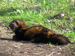 Attēlu rezultāti vaicājumam “Mustela putorius”