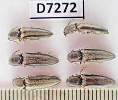 Attēlu rezultāti vaicājumam “Elateridae”