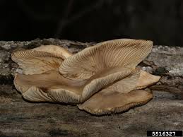 Attēlu rezultāti vaicājumam “Pleurotus ostreatus”