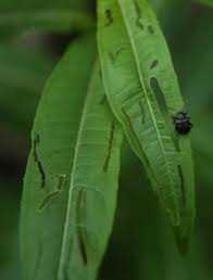 Attēlu rezultāti vaicājumam “Adoxus obscurus”