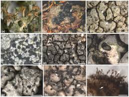 Attēlu rezultāti vaicājumam “Lichenoconium xanthoriae”