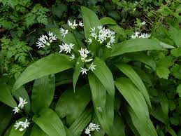 Attēlu rezultāti vaicājumam “Allium ursinum flower”