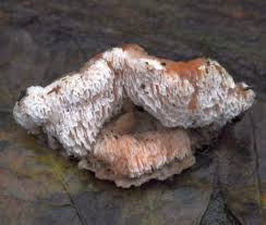 Attēlu rezultāti vaicājumam “Antrodiella faginea”