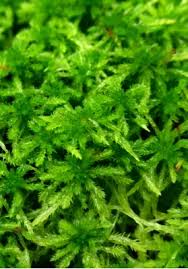 Attēlu rezultāti vaicājumam “Sphagnum fimbriatum”