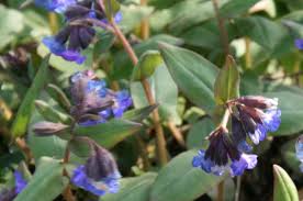 Attēlu rezultāti vaicājumam “Pulmonaria angustifolia”