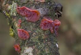 Attēlu rezultāti vaicājumam “Cytidia salicina”